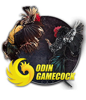 imgi_107_sub-animal-od_cock